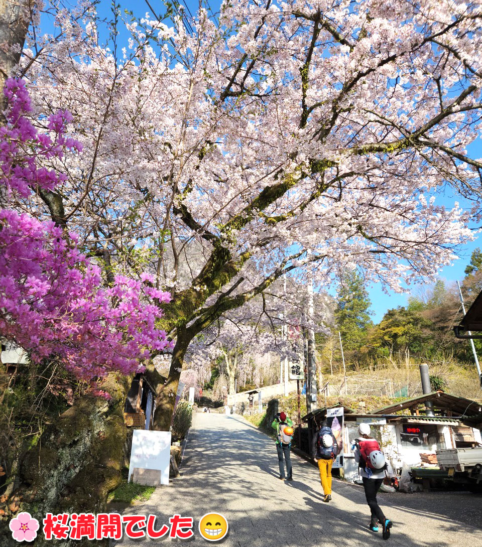 表妙義縦走・桜満開でした！