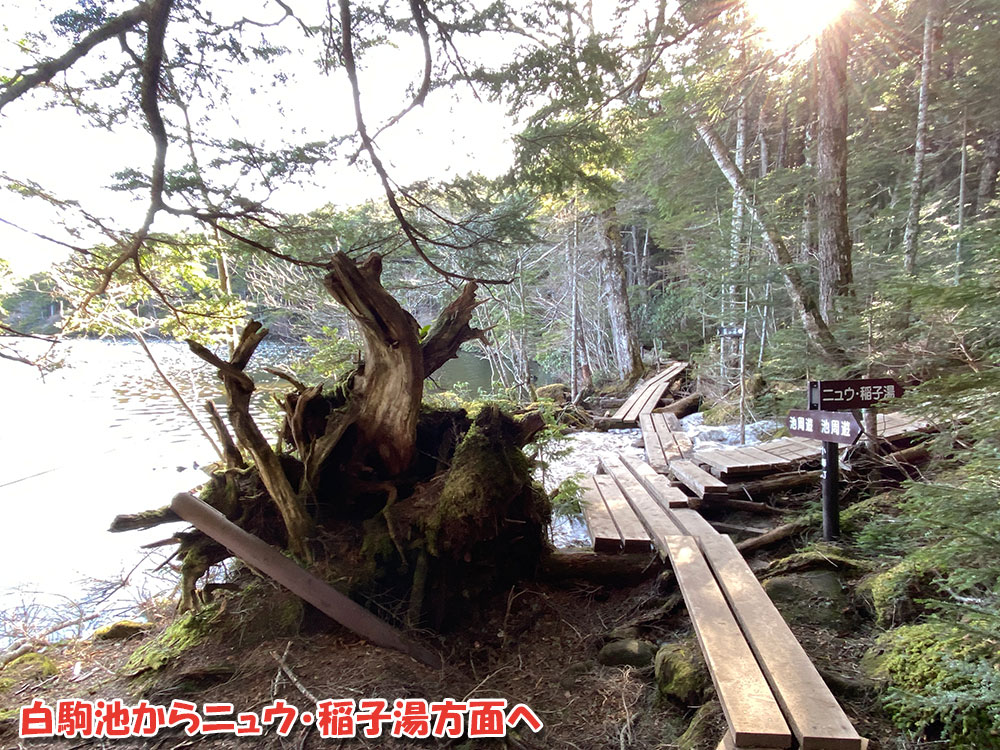 白駒池からニュウ・稲子湯方面へ