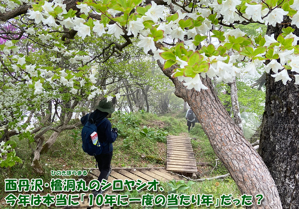 西丹沢・檜洞丸のシロヤシオ、今年は本当に「10年に一度の当たり年」だった？
