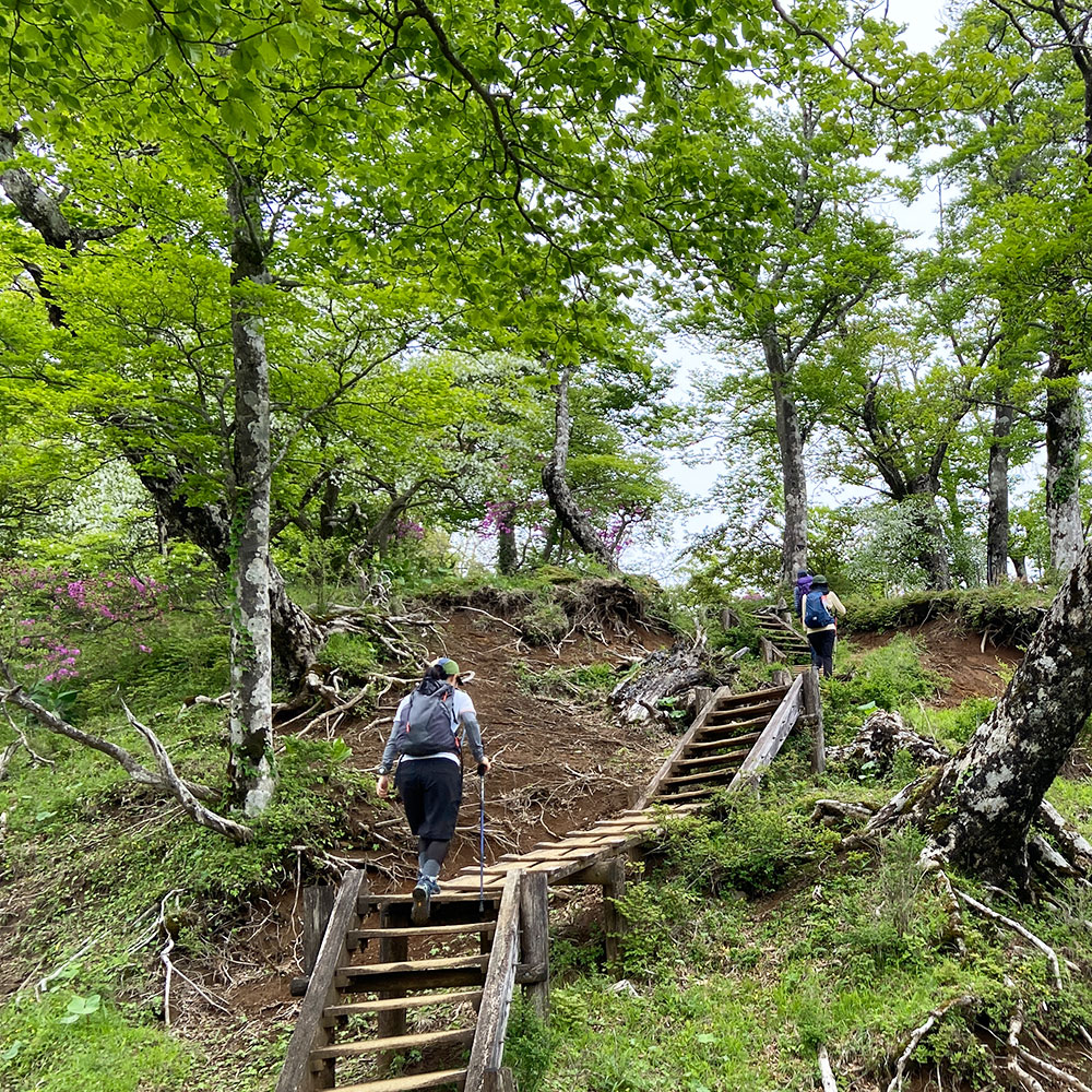 【つつじ新道】展望園地から檜洞丸へ向かう！