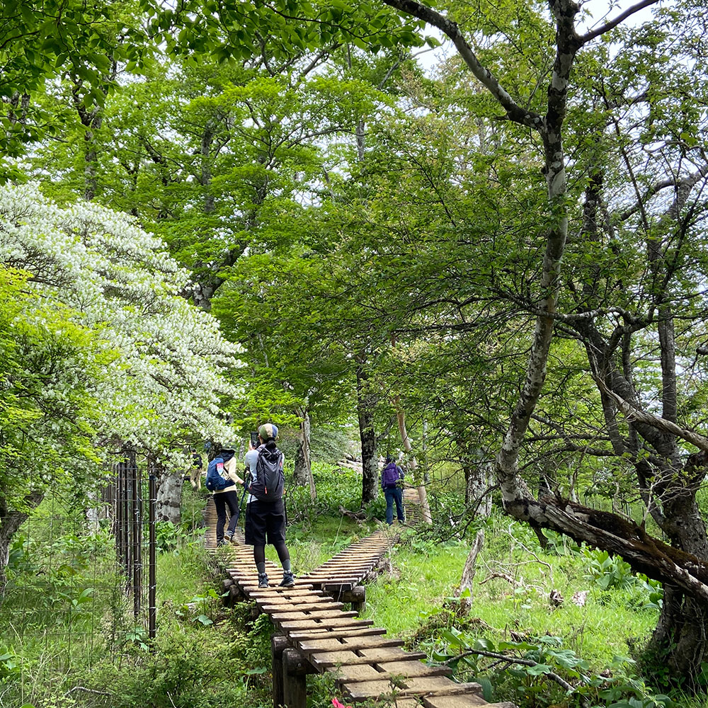 【つつじ新道】展望園地から檜洞丸へ向かう！