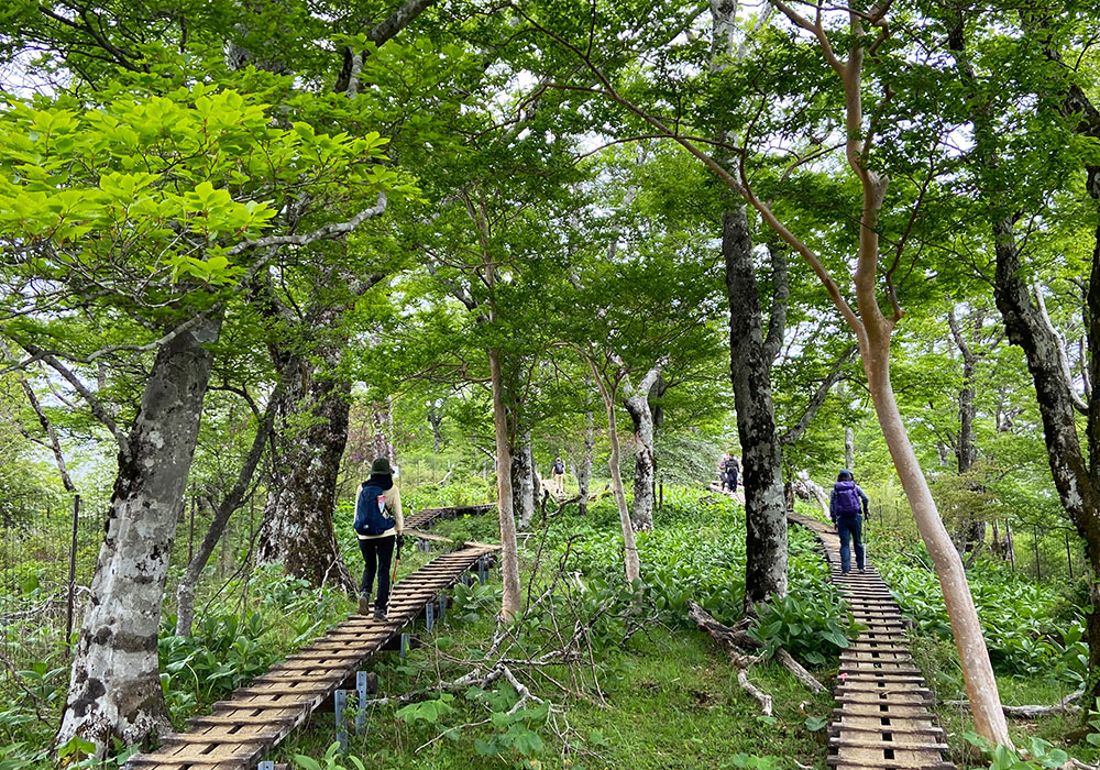 【つつじ新道】展望園地から檜洞丸へ向かう！