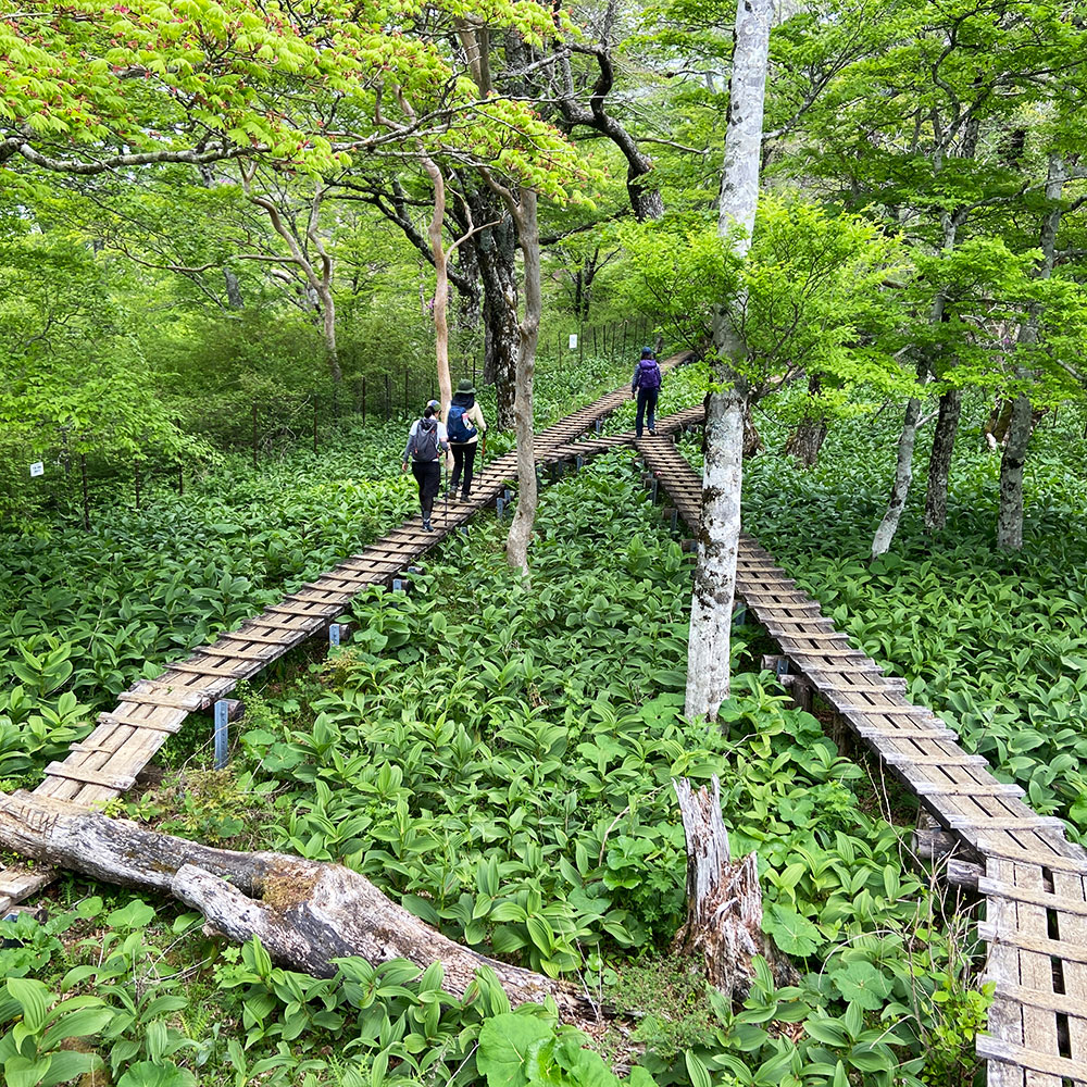 【つつじ新道】展望園地から檜洞丸へ向かう！