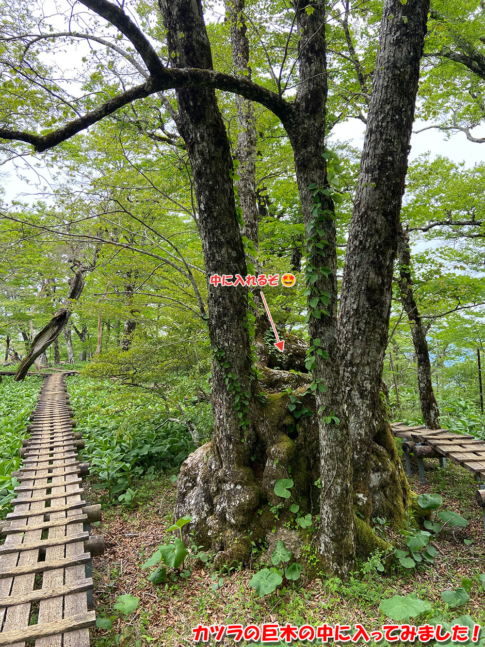 カツラの巨木の中に入ってみました！