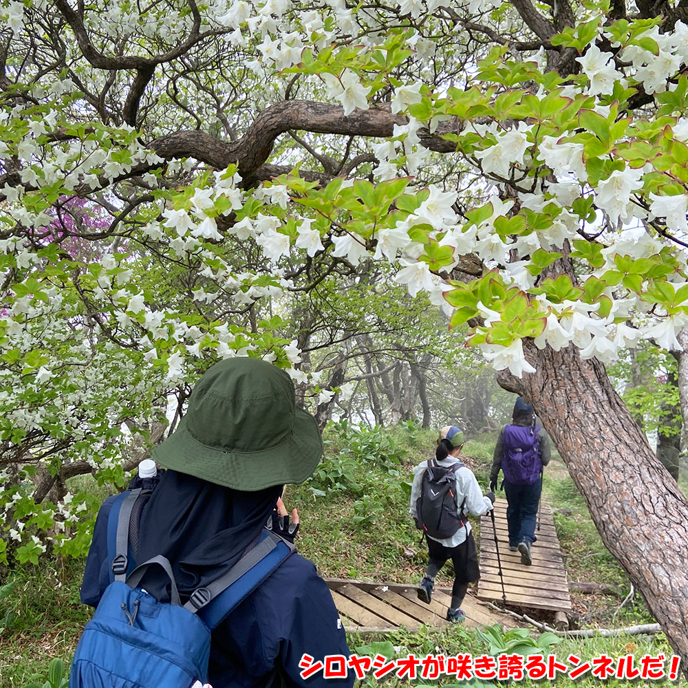 シロヤシオが咲き誇るトンネルだ！