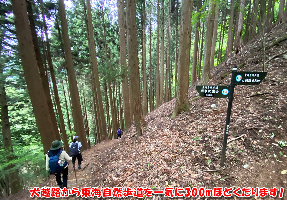犬越路から東海自然歩道を一気に300mほどくだります！