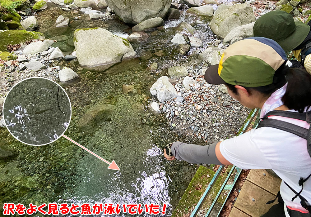 沢をよく見ると魚が泳いでいた