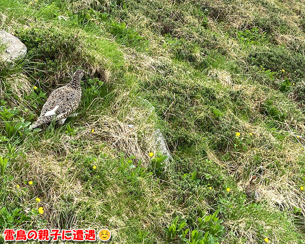 雷鳥の親子に遭遇！