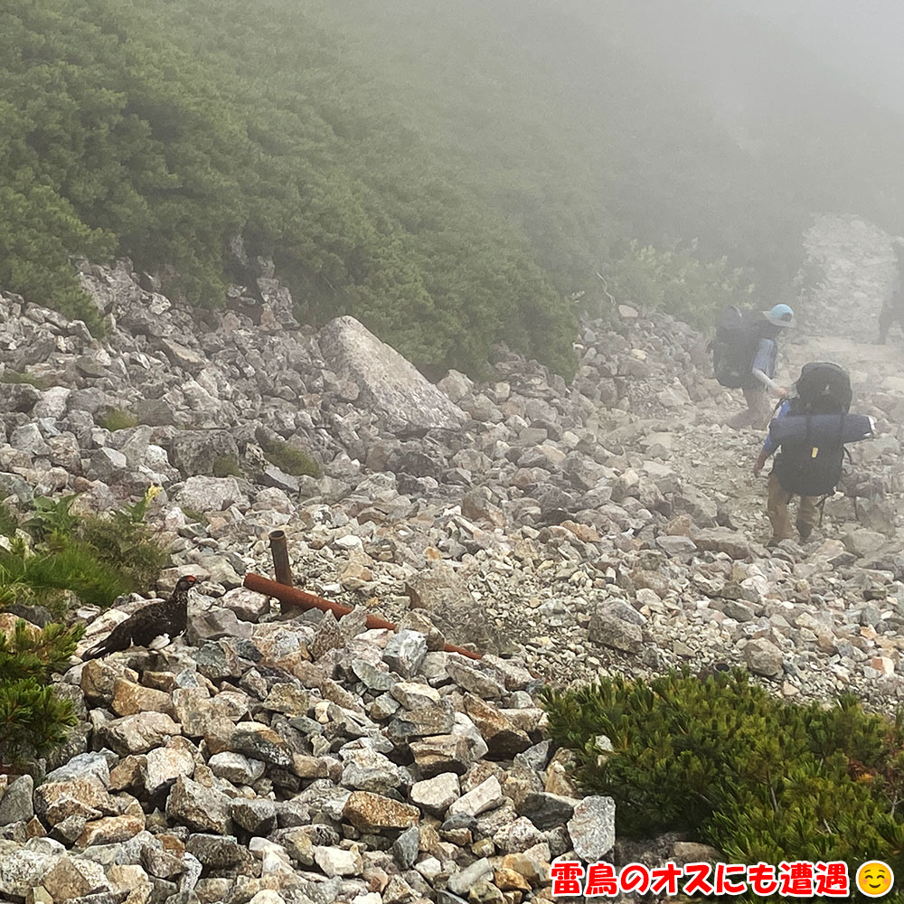 雷鳥のオスにも遭遇！