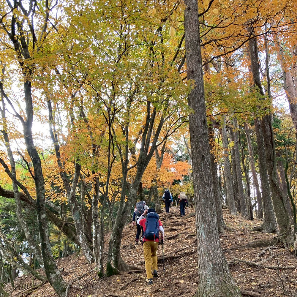 【蛭ヶ岳】釜立林道ゲートから青根分岐へ