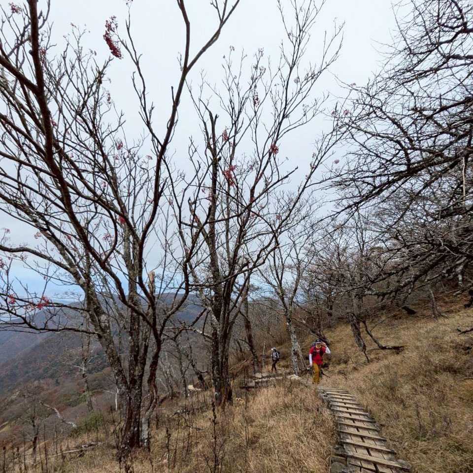 【蛭ヶ岳】姫次から蛭ヶ岳へ