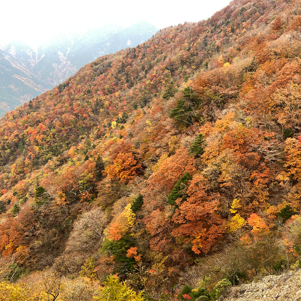 【蛭ヶ岳】姫次から蛭ヶ岳へ