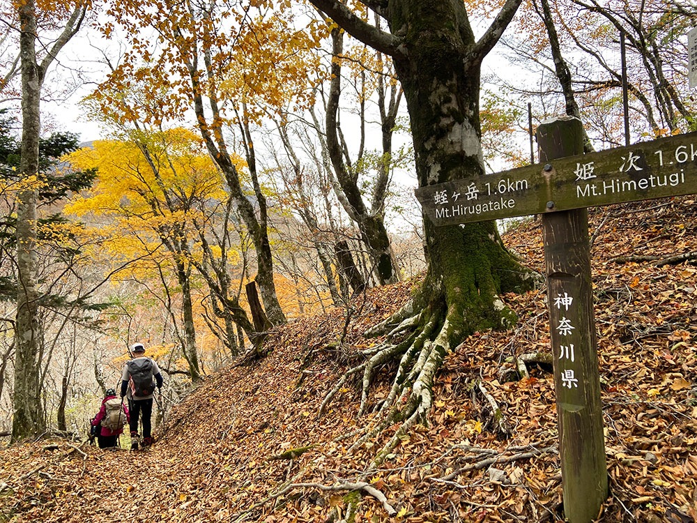 【蛭ヶ岳】姫次から蛭ヶ岳へ