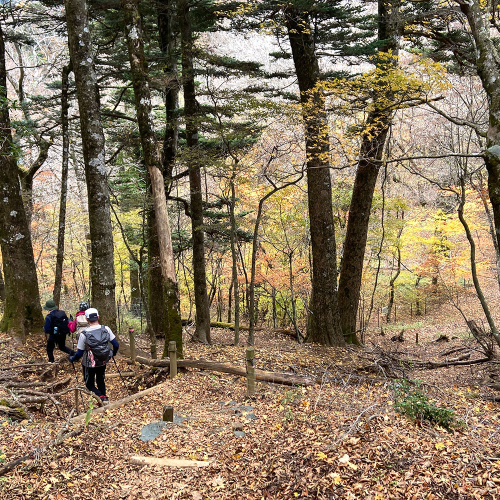 【蛭ヶ岳】姫次から蛭ヶ岳へ