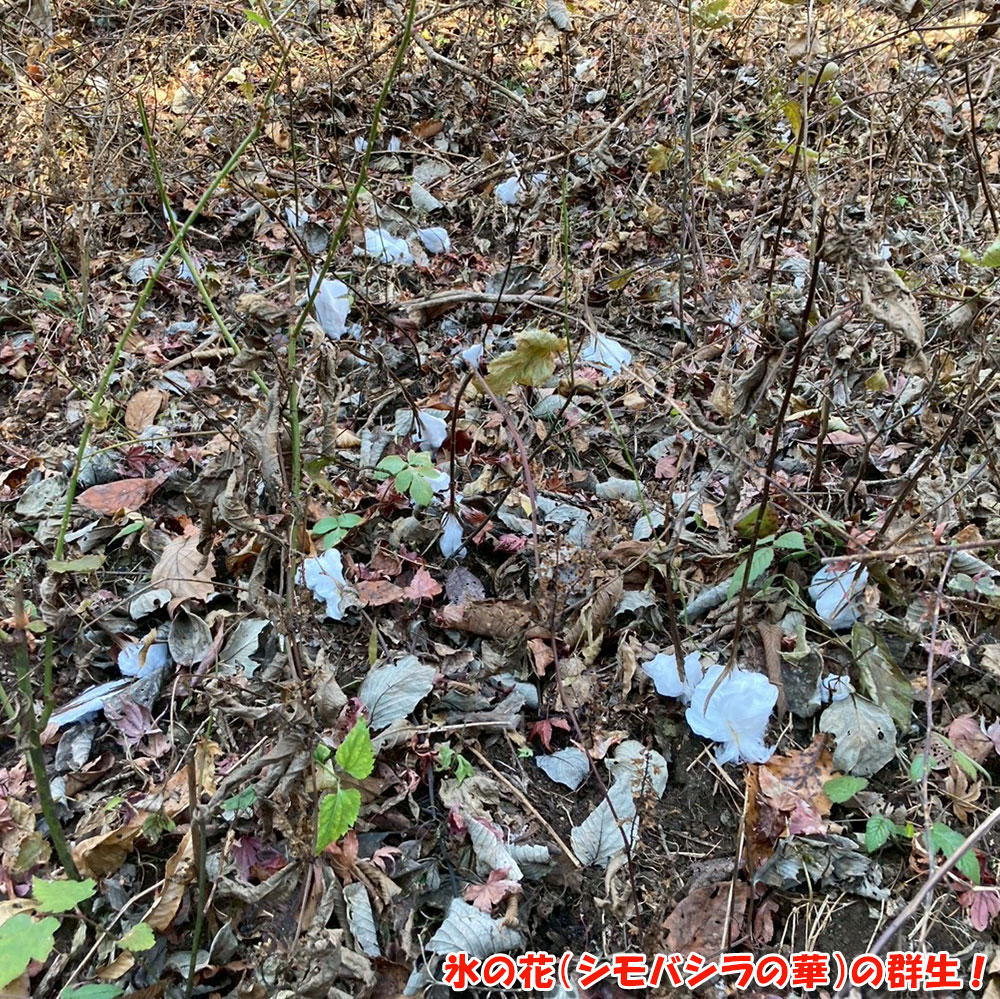 氷の花（シモバシラの華）の群生！