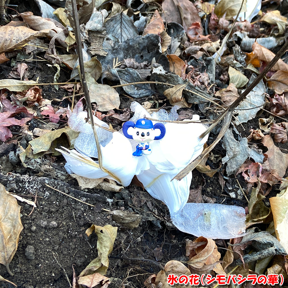 氷の花（シモバシラの華）