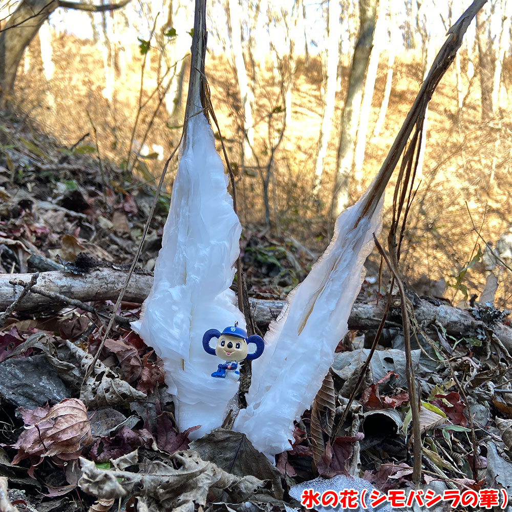 氷の花（シモバシラの華）
