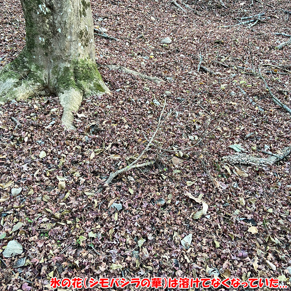 氷の花（シモバシラの華）は溶けてなくなっていた...
