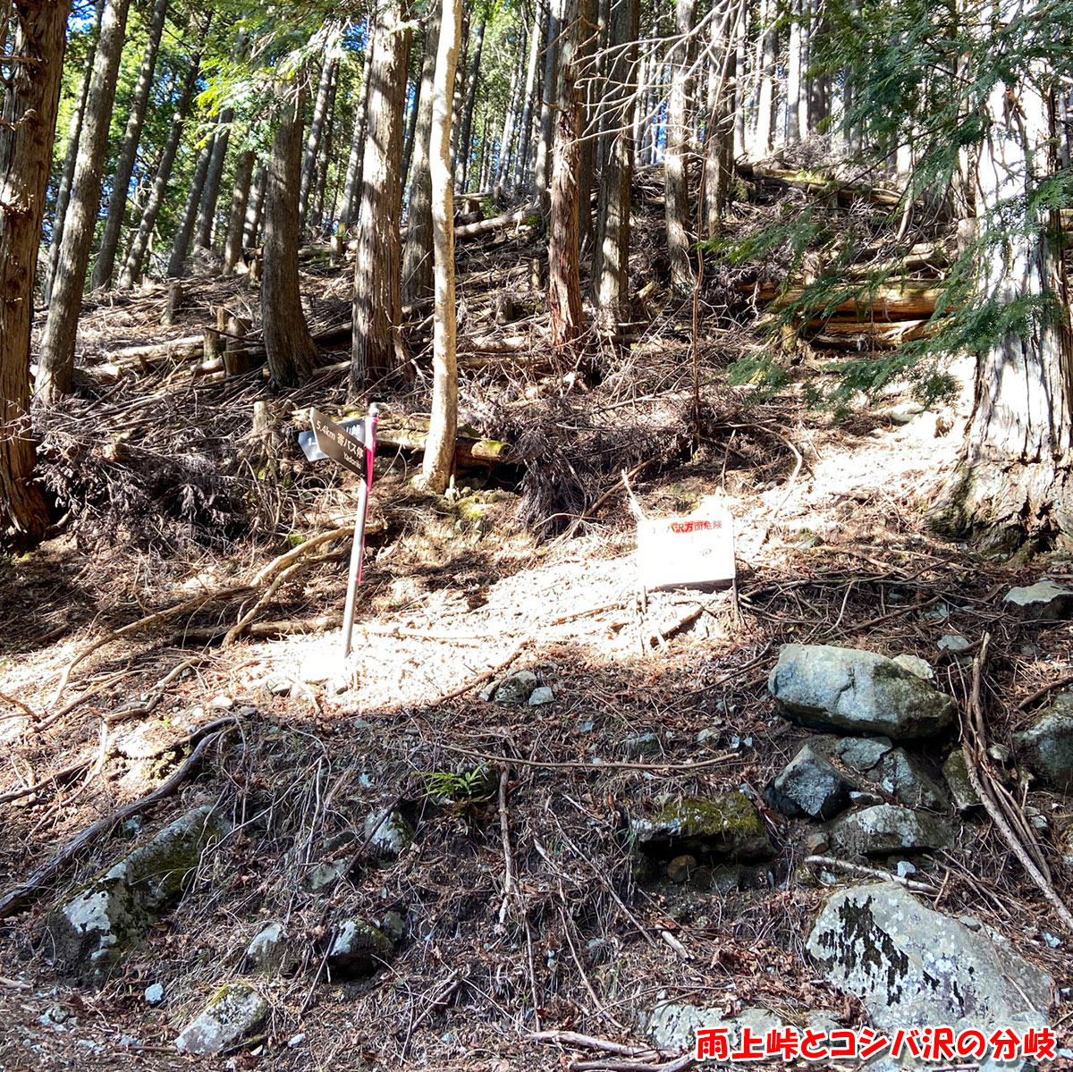【鍋割山】雨上峠とコシバ沢の分岐